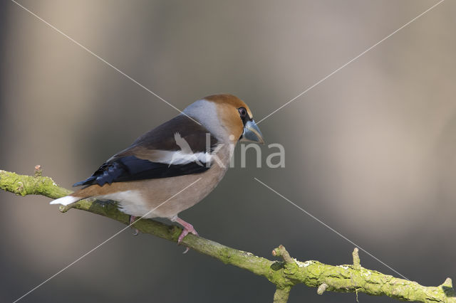 Hawfinch (Coccothraustes coccothraustes)