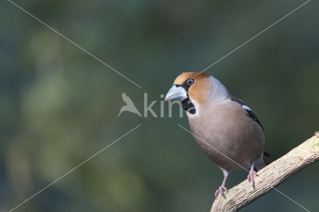 Appelvink (Coccothraustes coccothraustes)