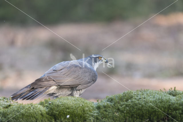 Havik (Accipiter gentilis)