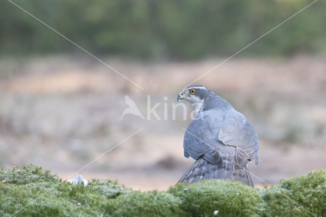 Havik (Accipiter gentilis)