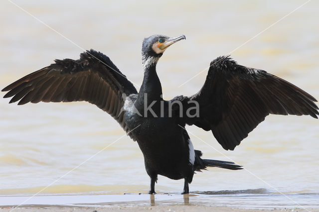 Cormorant (Nannopterum harrisi)