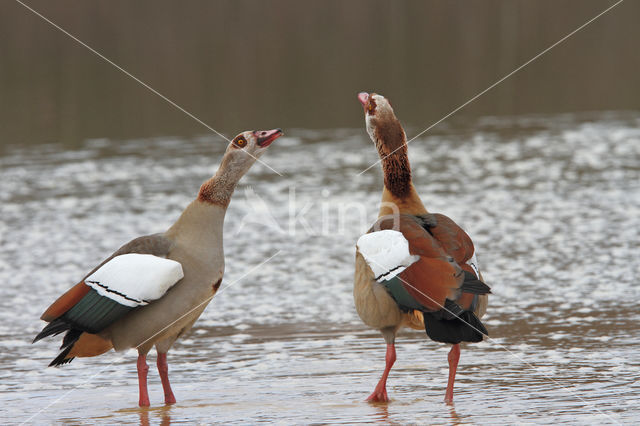 Egyptian Goose (Alopochen aegyptiaca)