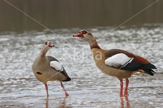 Egyptian Goose (Alopochen aegyptiaca)