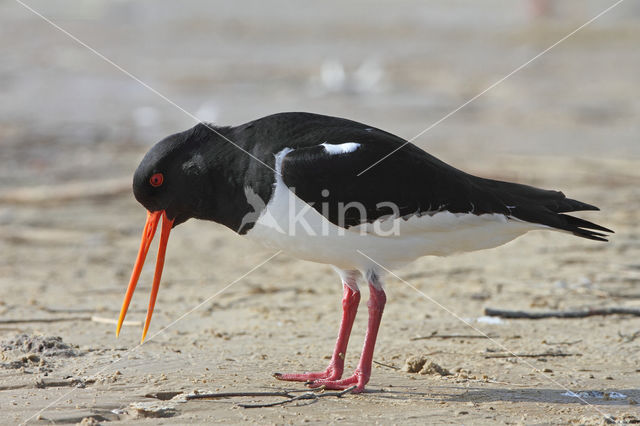 Oystercatcher (Haematopus ostralegus)