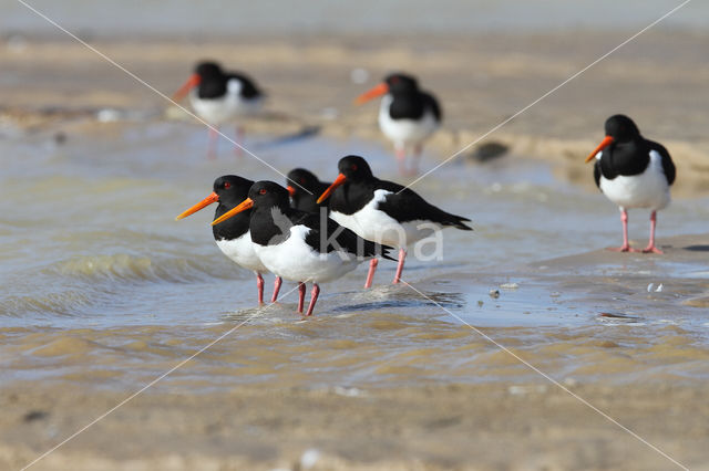 Oystercatcher (Haematopus ostralegus)