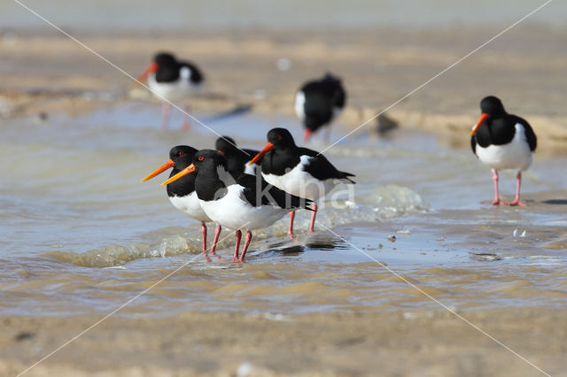 Scholekster (Haematopus ostralegus)