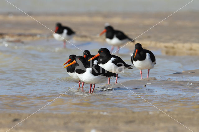 Scholekster (Haematopus ostralegus)