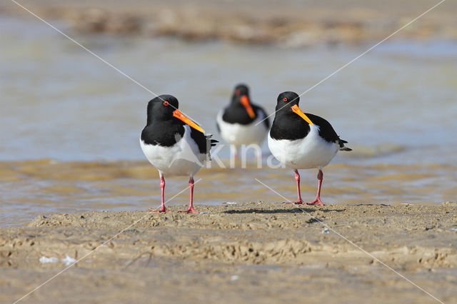 Scholekster (Haematopus ostralegus)