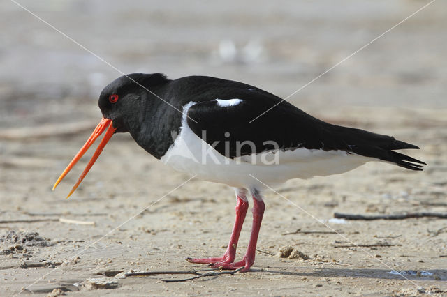 Oystercatcher (Haematopus ostralegus)