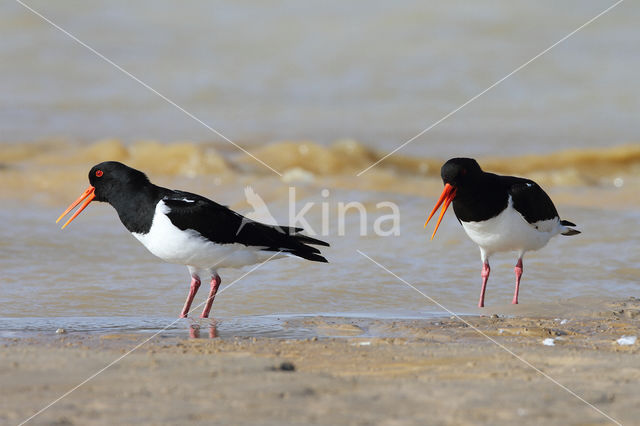 Scholekster (Haematopus ostralegus)