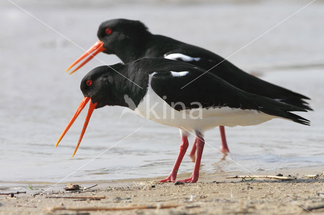 Oystercatcher (Haematopus ostralegus)