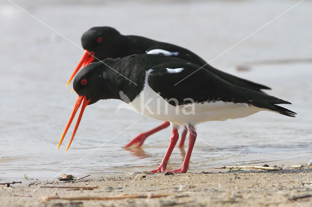 Oystercatcher (Haematopus ostralegus)