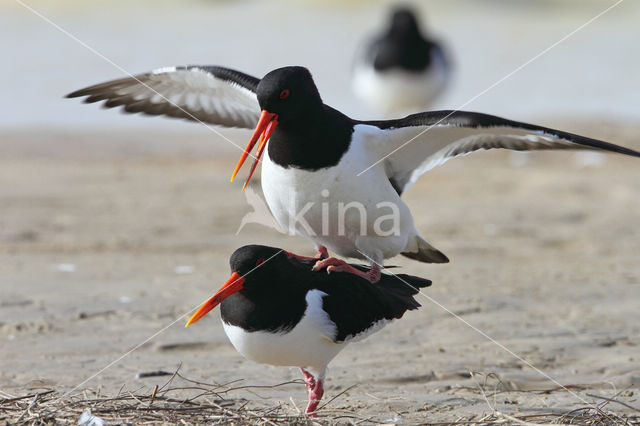 Scholekster (Haematopus ostralegus)