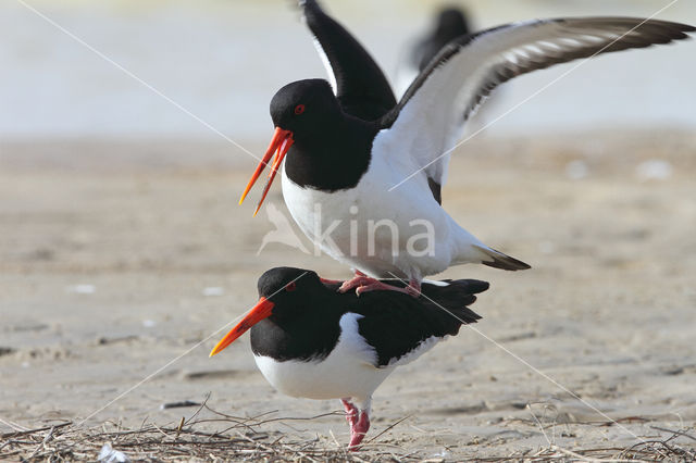 Scholekster (Haematopus ostralegus)