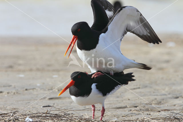 Oystercatcher (Haematopus ostralegus)