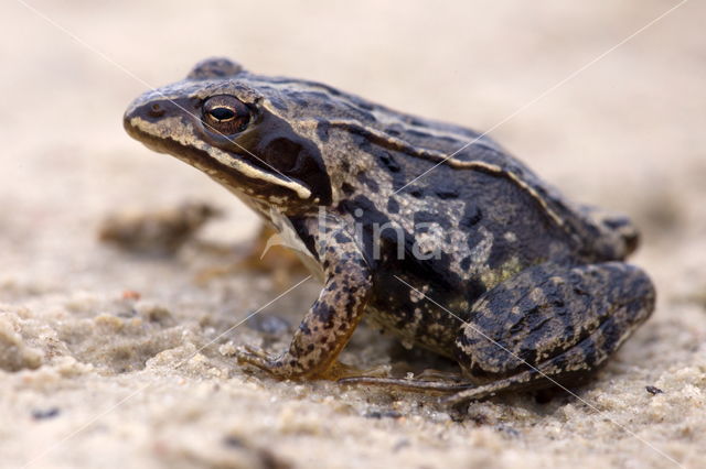 Moor Frog (Rana arvalis)