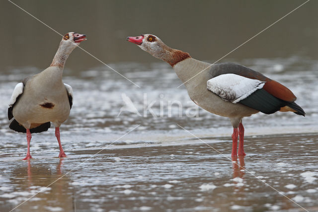 Nijlgans (Alopochen aegyptiaca)