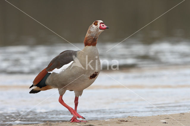 Egyptian Goose (Alopochen aegyptiaca)