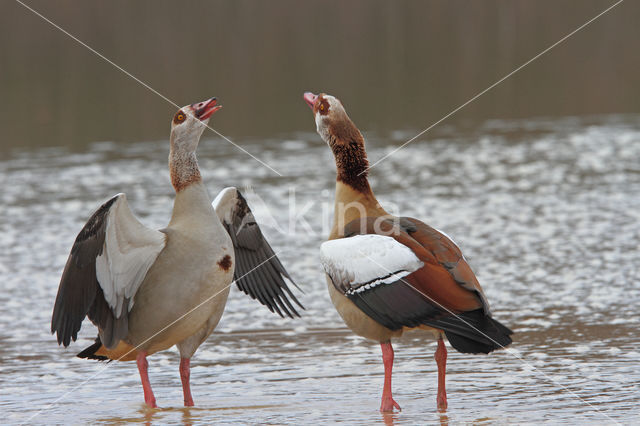 Egyptian Goose (Alopochen aegyptiaca)