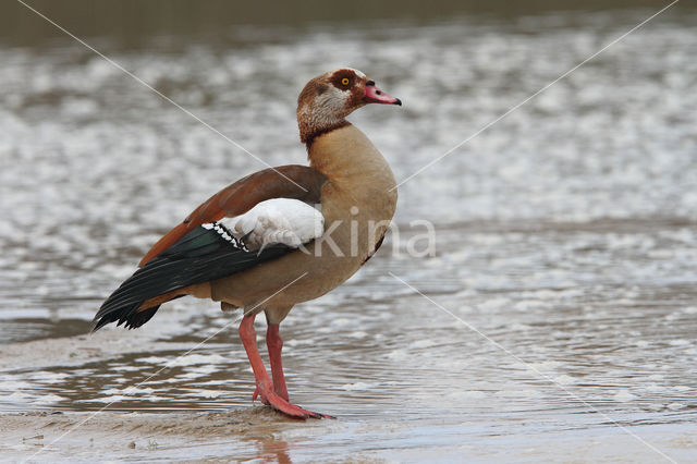 Egyptian Goose (Alopochen aegyptiaca)