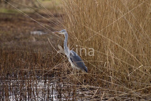 Blauwe Reiger (Ardea cinerea)