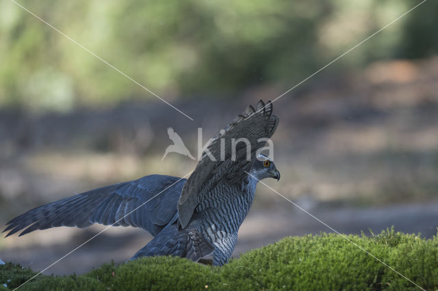 Goshawk (Accipiter gentilis)
