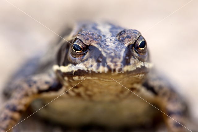 Moor Frog (Rana arvalis)