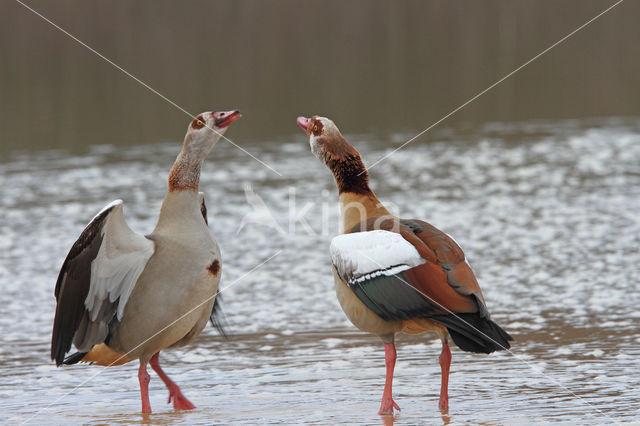 Egyptian Goose (Alopochen aegyptiaca)