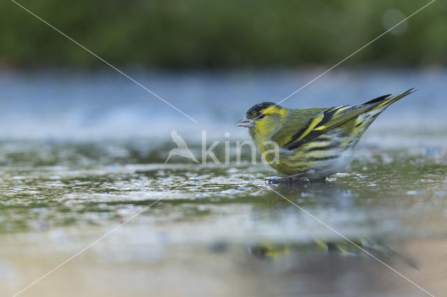 Eurasian Siskin (Carduelis spinus)