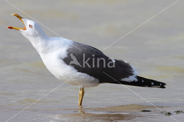 Lesser Black-backed Gull (Larus fuscus)