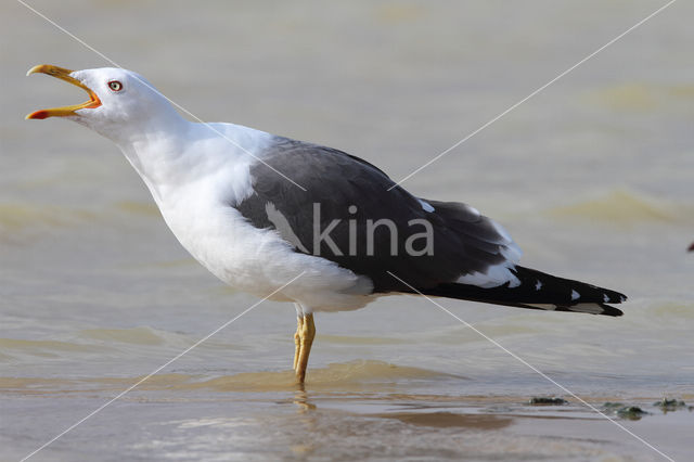 Lesser Black-backed Gull (Larus fuscus)