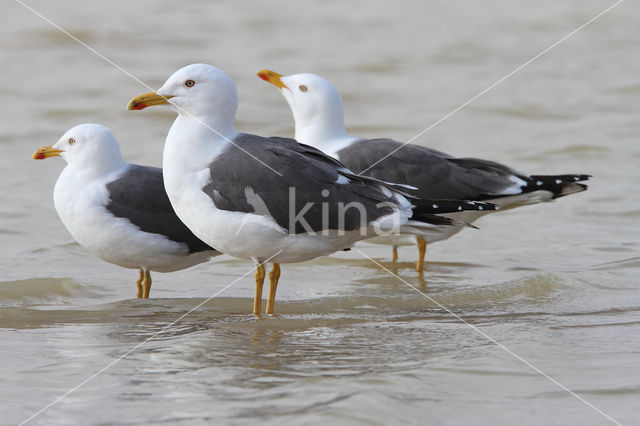 Lesser Black-backed Gull (Larus fuscus)