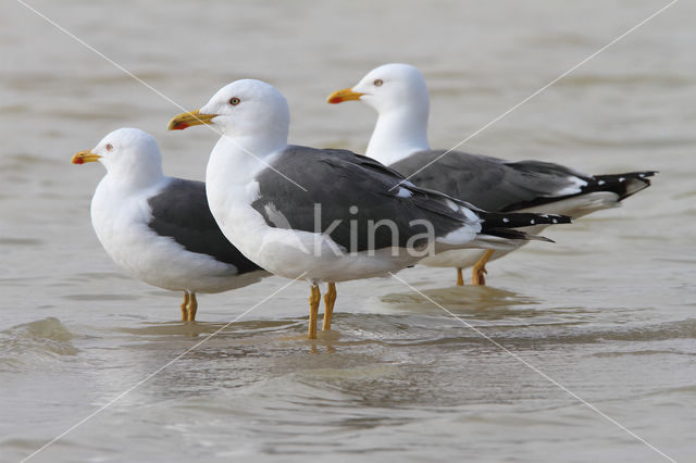 Kleine Mantelmeeuw (Larus fuscus)