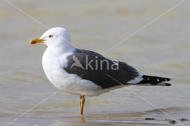 Kleine Mantelmeeuw (Larus fuscus)