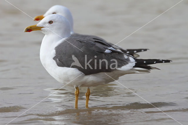 Lesser Black-backed Gull (Larus fuscus)