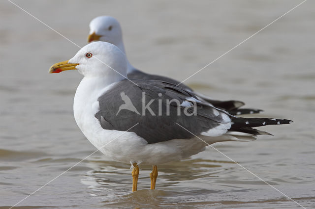 Lesser Black-backed Gull (Larus fuscus)