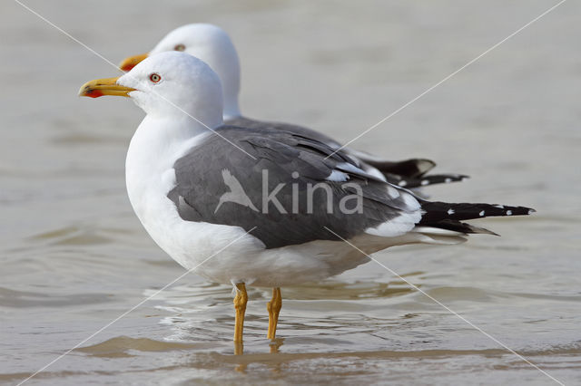 Lesser Black-backed Gull (Larus fuscus)