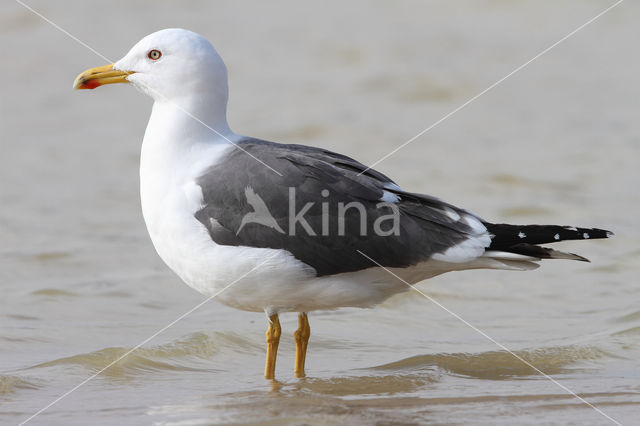 Lesser Black-backed Gull (Larus fuscus)