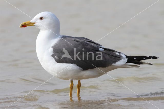 Kleine Mantelmeeuw (Larus fuscus)