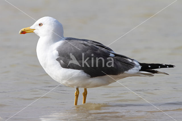 Lesser Black-backed Gull (Larus fuscus)