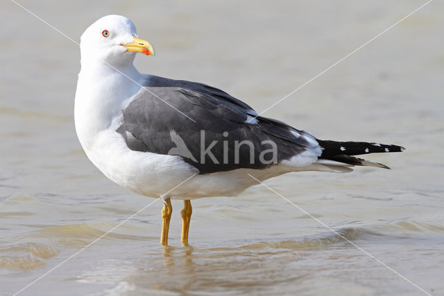 Lesser Black-backed Gull (Larus fuscus)