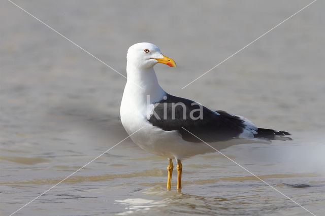 Kleine Mantelmeeuw (Larus fuscus)