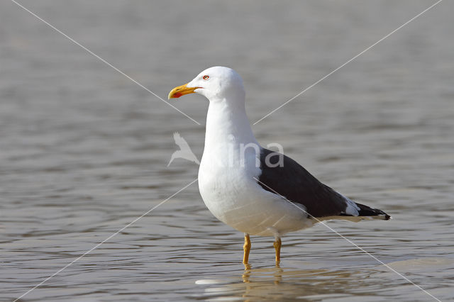 Lesser Black-backed Gull (Larus fuscus)