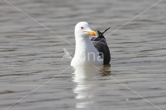 Lesser Black-backed Gull (Larus fuscus)