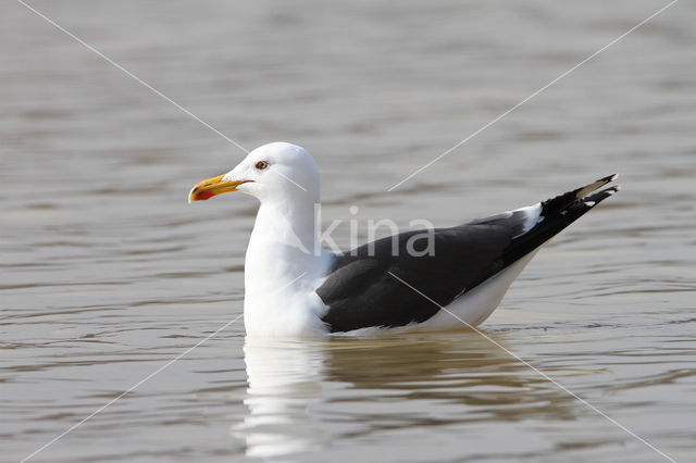 Lesser Black-backed Gull (Larus fuscus)