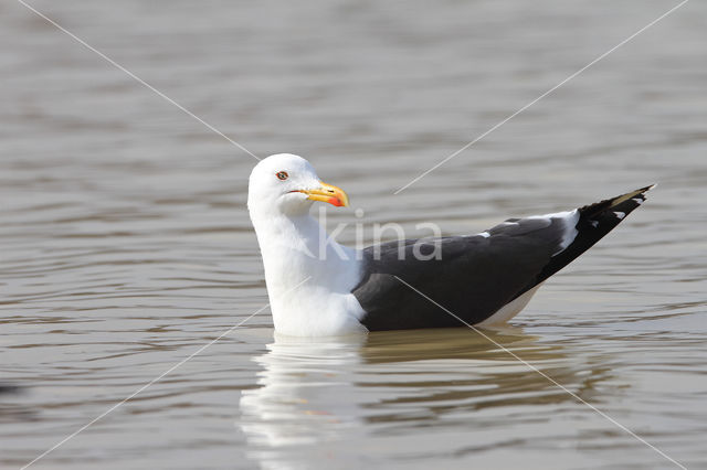 Lesser Black-backed Gull (Larus fuscus)