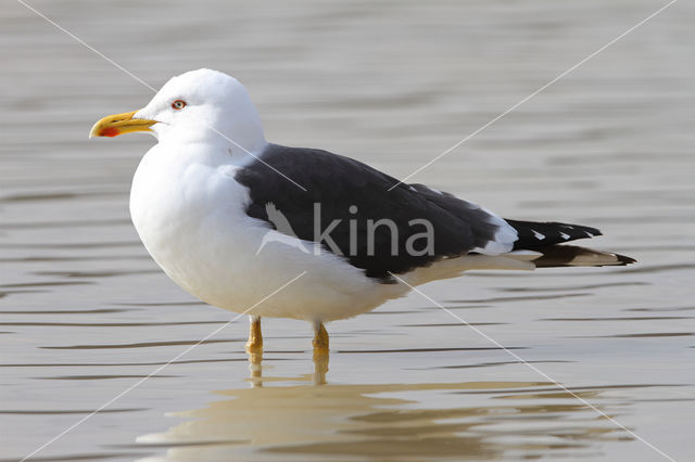 Kleine Mantelmeeuw (Larus fuscus)