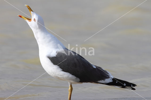 Lesser Black-backed Gull (Larus fuscus)