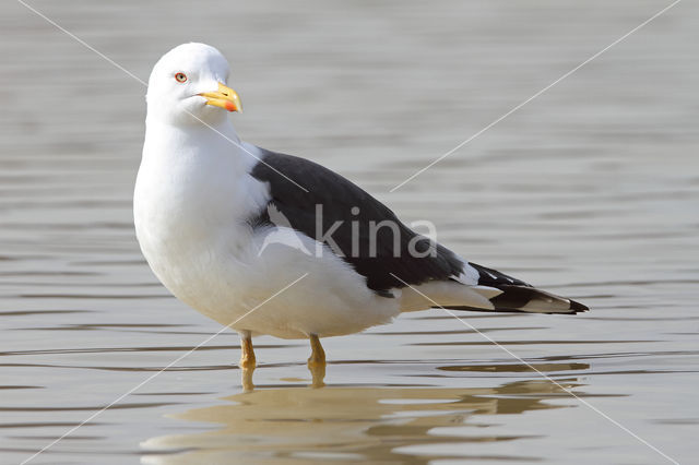 Lesser Black-backed Gull (Larus fuscus)