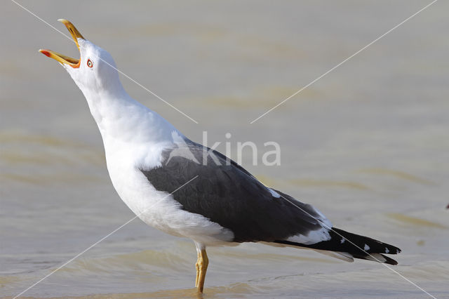 Lesser Black-backed Gull (Larus fuscus)